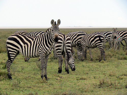 Zebra seen on Safari holiday