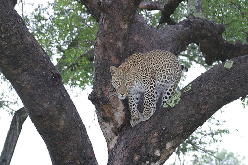Top 5 wildlife reserves in South Africa Leopard Top 5 wildlife reserves in South Africa Leopard